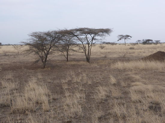 Morgenstimmung im Dunst