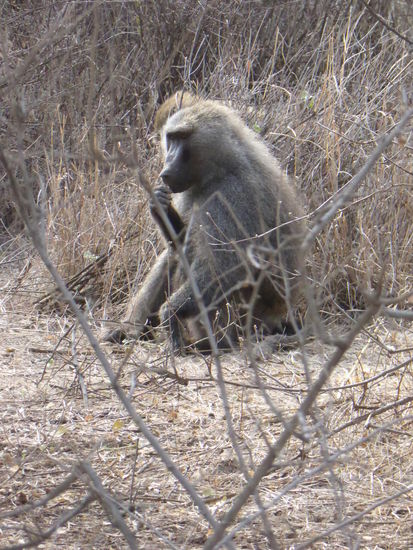 Mantelpaviane