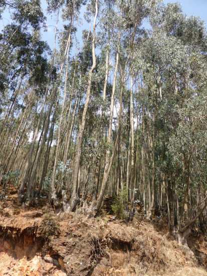 der ganze Bergrücken ist mit Eukalyptuswald bedeckt - man sieht es nicht nur, sondern kann es auch schnuppern