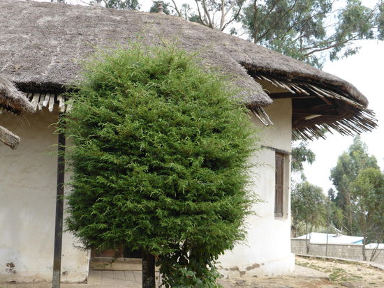 auch die Dachkonstruktion hat es mir angetan