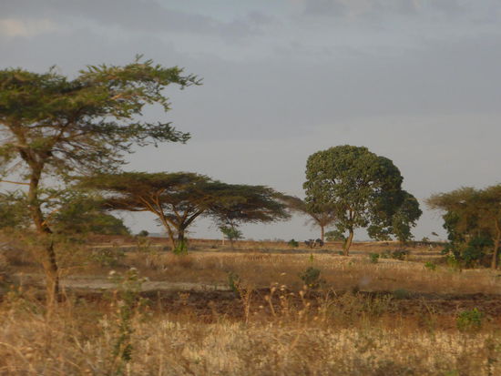savannenartige Landschaft mit Schirmakazien