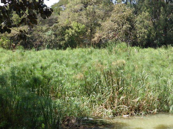 mit hohem Papyrus bewachsenen Ufer