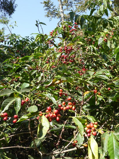 Kaffeebohnen überall