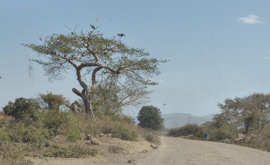 Raubvögel zu hauf in den Bäumen