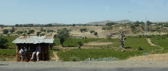 Khatfelder am Strassenrand - der Handel findet direkt hier statt.
