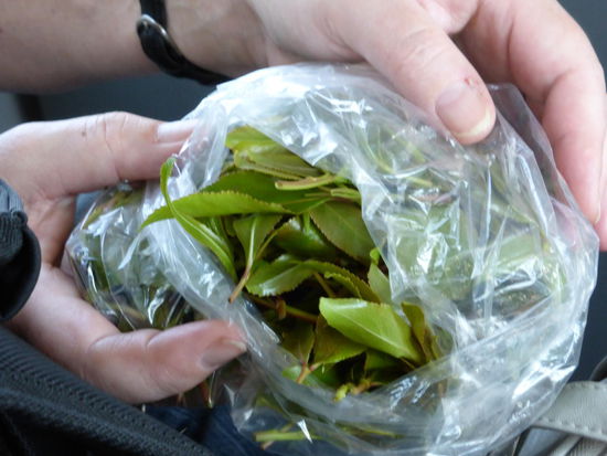 in kleine Plastikbeuteln wird das Rauschmittel angeboten