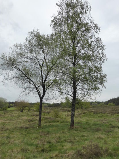 das muß im Herbst noch viel ansprechender sein