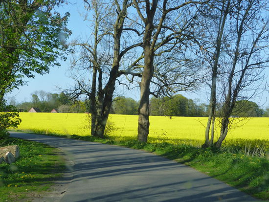 Rückweg durch viele viele blühenden Rapsfelder