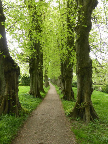 Die Allee durch den Friedhof führt dann noch zu einer Querstrasse des Ortes entlang der Schlei