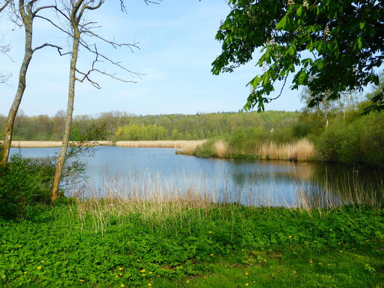 Schilflandschaft der Schleiausläufer
