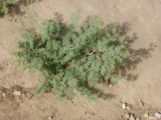 Nur wenige Pflanzen überleben; da wir die einzigen Besucher sind, serviert uns der Eintrittswächter Tee und Wasser nach erfolgter Besichtigung (zum Überleben)!
