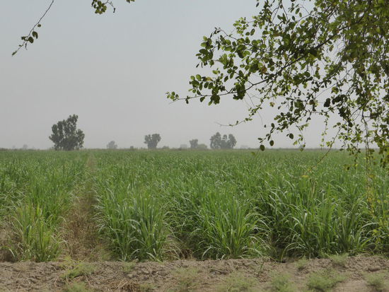 Für den Zuckerrohranbau ist eine Wasserverteilung und auch ein Schmalspurbahn angelegt