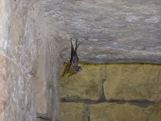 heute ideale Heimstatt für Fledermäuse