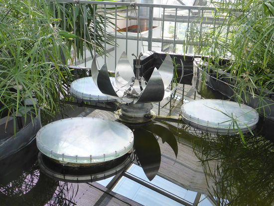 die Lotusblüte öffnet und schließt sich