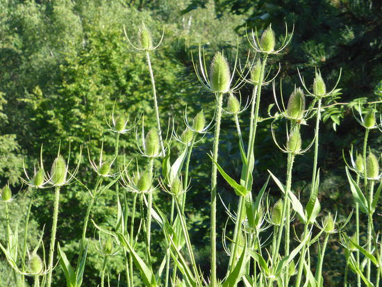 Kardendistel - früher in der Textilbranche genutzt zum Kämmen der Wolle