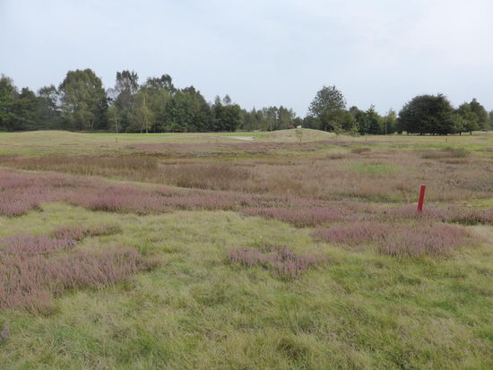 in der Heidelandschaft