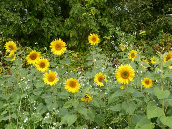 Sonnenblumen am Fairwayrand.