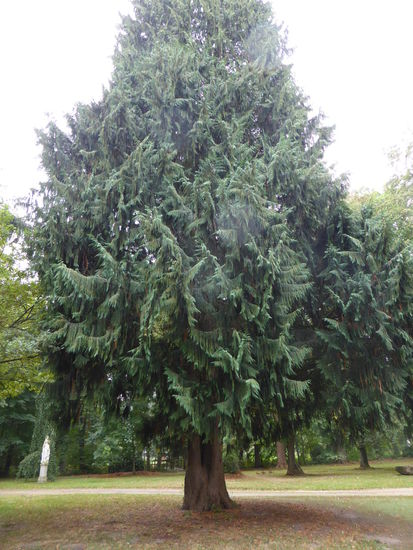 Lebensbaum - im Jahre 1901 als Busch gepflanzt