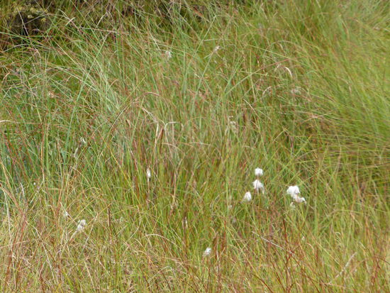 Schmalblättriges Wollgras - (Eriophorum angustifolium) - Trügerische Rasenbildner