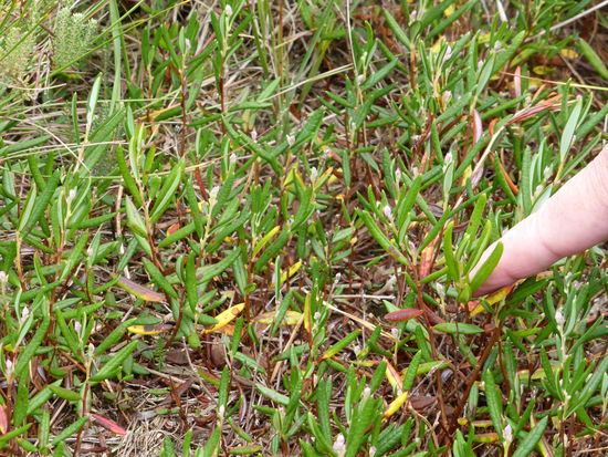 Rosmarinheide - (Andromeda polifolia)