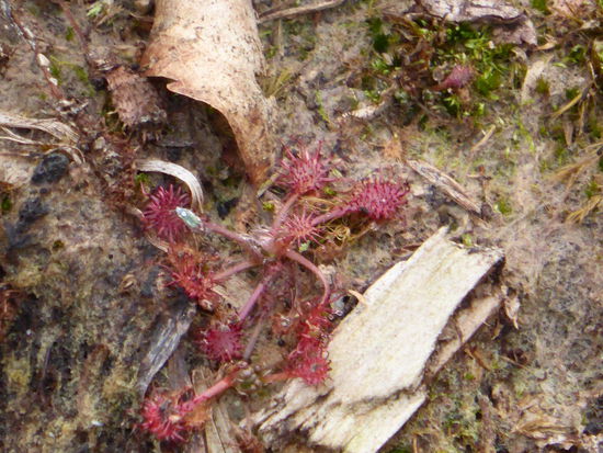 Rundblättriger Sonnentau - (Drosera  rotundifolia)