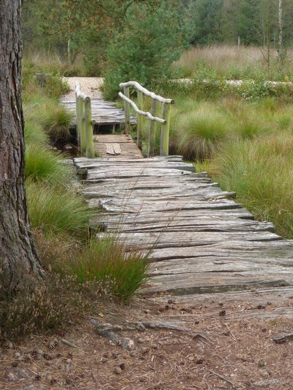 eine Schwingbrücke über eine besonders nasse Passage des Schwingrasenpfades