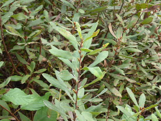 Gagel (myrica gale)