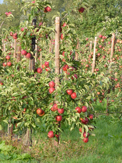 im Hofladen wird es teuer - die Äpfel gibt es nämlich auch flüssig! - außerdem gibt es Brot mit Apfelstücken - und natürlich Äpfel