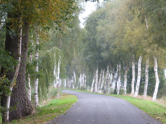 die Durchfahrtsstraße auf einem Damm - birkengesäumt