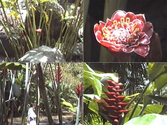 die Pflanzen, die wir z.T. ja auch bei uns als Zimmerpflanzen kennen, sind riesig und manchmal fallen ihre Blumen kaum auf.