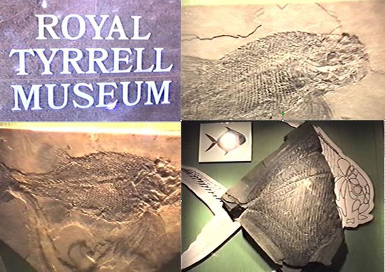 Versteinerungen - zT. mit Zeichnungen ergänzt