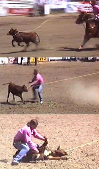 Kälber einfangen (alleine)