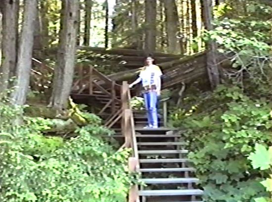 Giant Cedar Trail