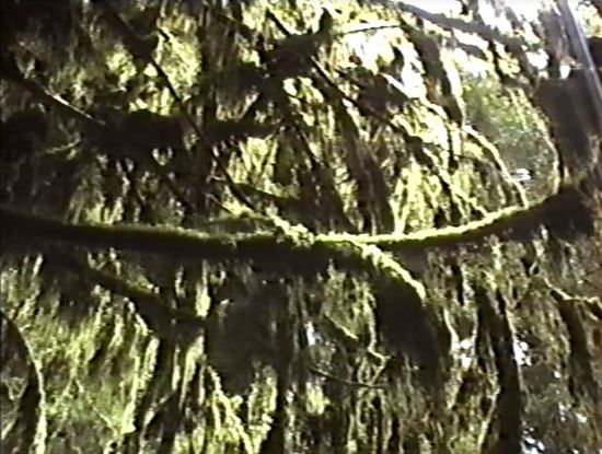 der Regenwald ist schon ganz schön speziell