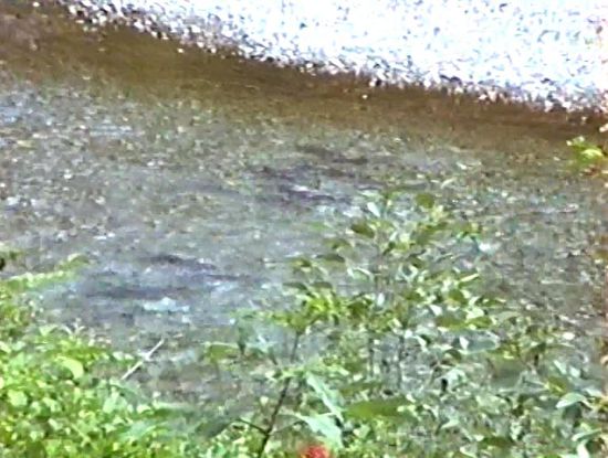 der Salmon Creek ist voller Lachse, die stromaufwärts schwimmen