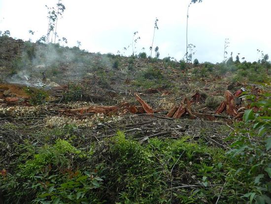 Waldrodung mit Holzkohlemailer vor Ort