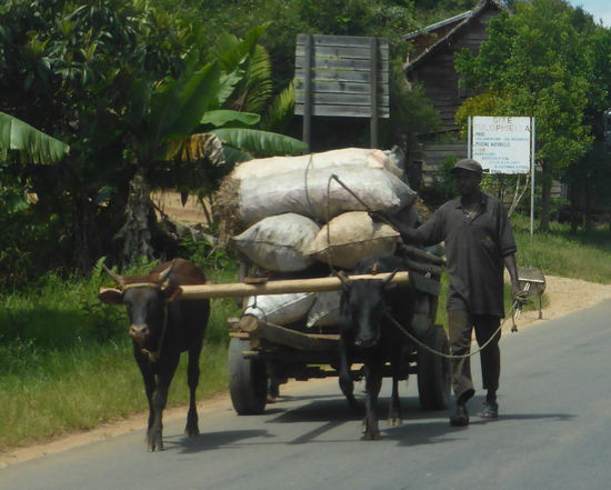 Zebukarren oder 'Charette'