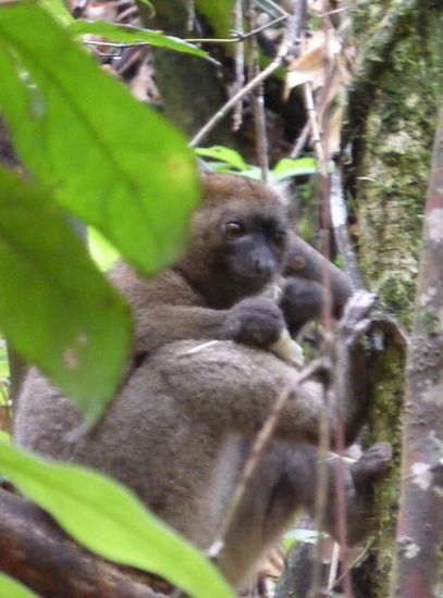 kleiner Bambuslemur (1,5 kg)