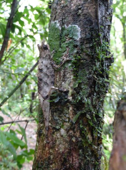 ohne Guide wäre an diesem Chamäleon vorbeigelaufen