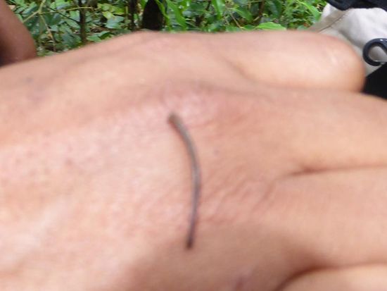 'hungriger' Blutegel