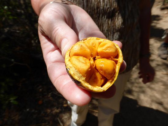 die Samen der Baobab dienen ihnen z.T. als Nahrung