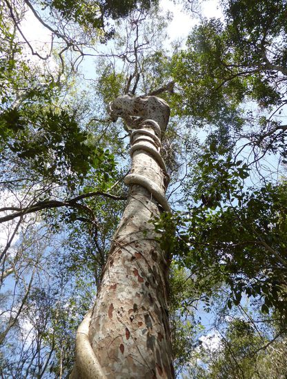 der Würgeficus umklammert einen Baumstamm