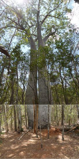 der erste große Baobab-Baum - und dann auch noch als siamesischer Zwilling