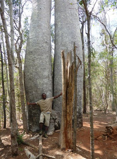 und in imponierender Größe