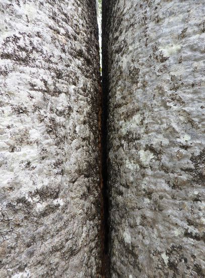 ein faszinierender Baum