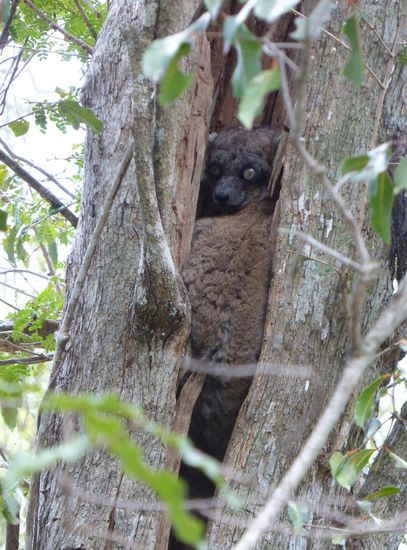 viel scheuer als die bisherigen Lemuren ist der kleine braune Mausmaki(?)