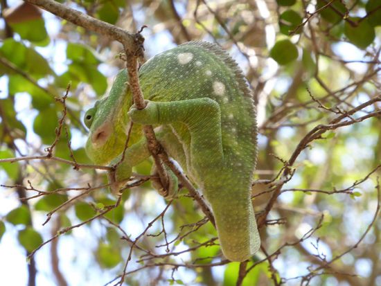 und Chamäleons gibt es auch wieder