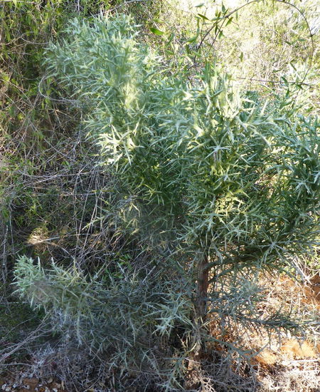 Euphorbia stenociada