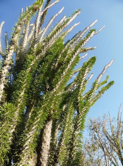 Didierea madagascariensis