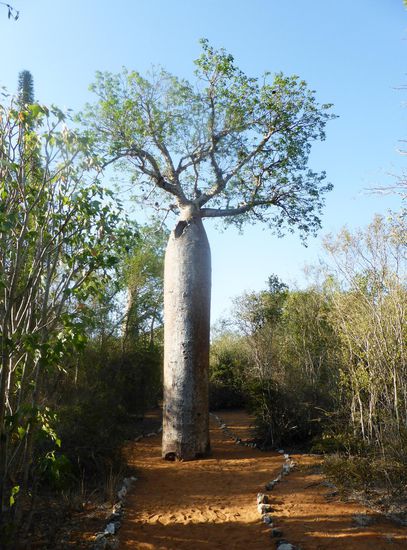 Baobab mit 'Wohnung'